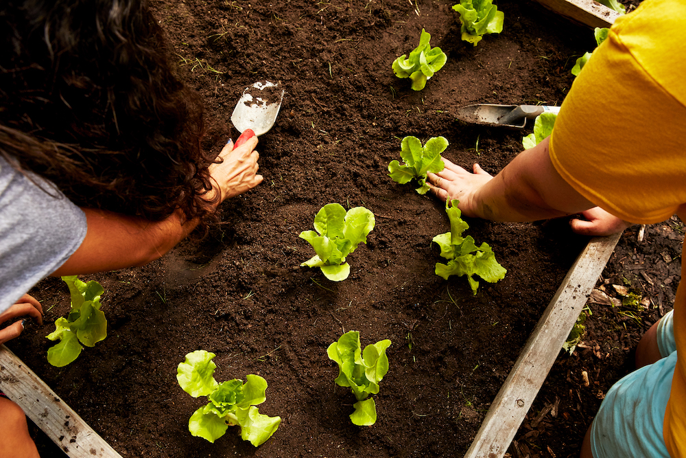 Usdan Summer Camp for the Arts organic garden