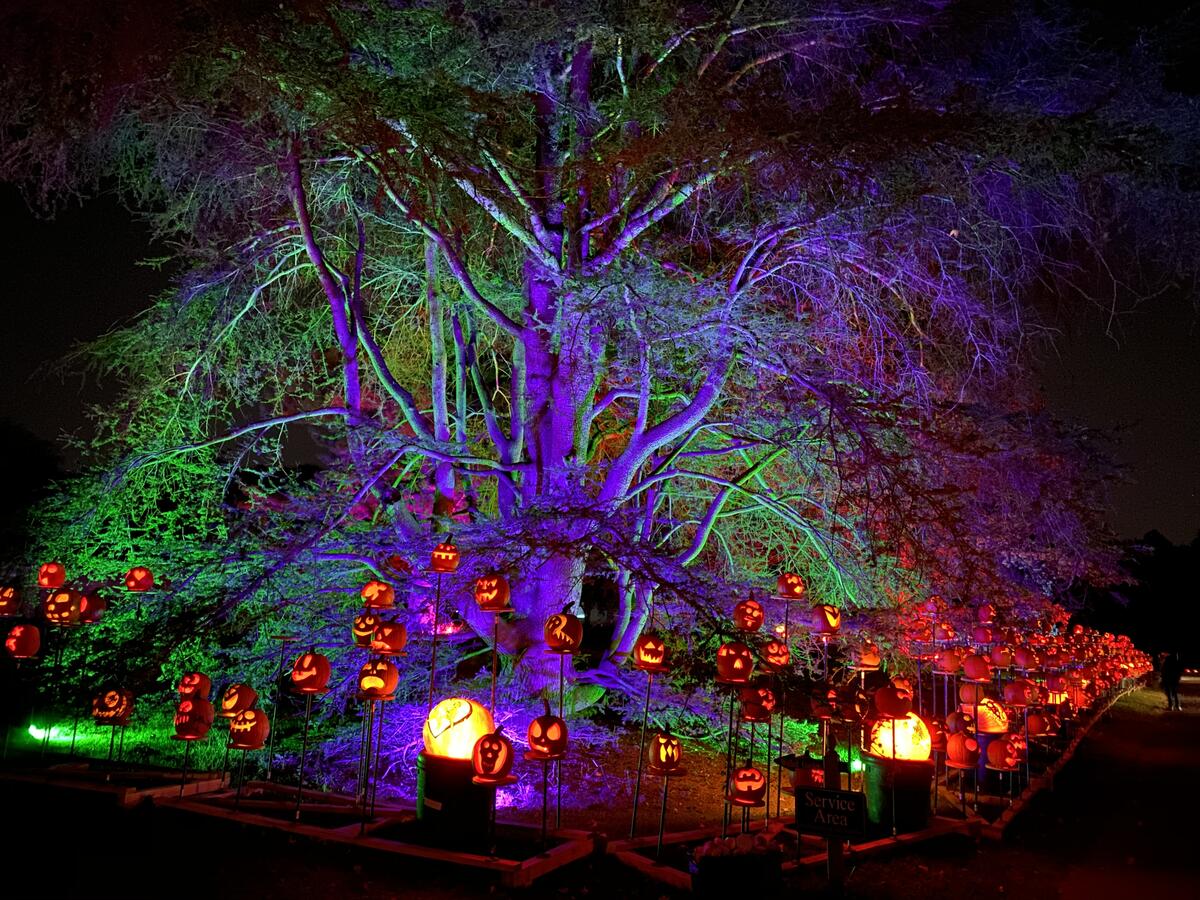 RISE of the Jack O'Lanterns at Usdan Summer Camp for the Arts