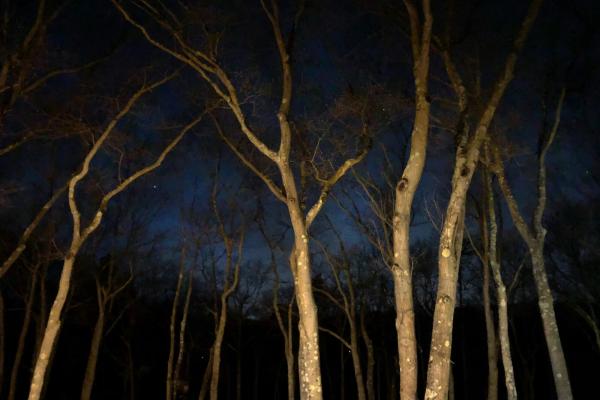 The night sky and Usdan tree tops