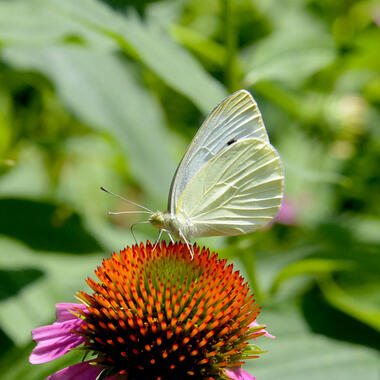 Moth on flower. Moth on flower.