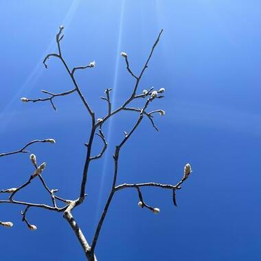 Budding branches in front of a light blue sky. Budding branches in front of a light blue sky.